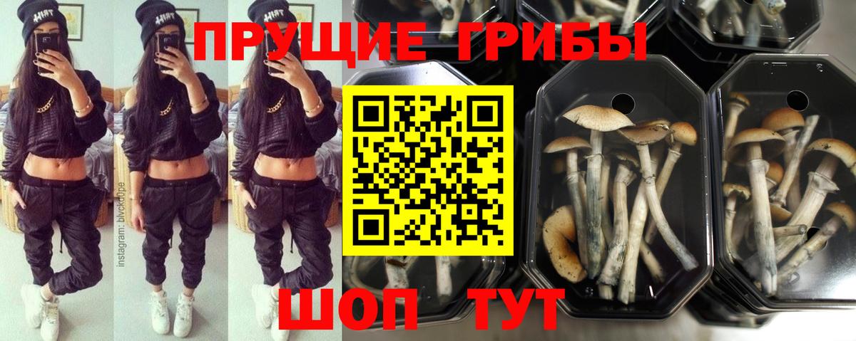 Галлюциногенные грибы MAGIC MUSHROOMS  Псилоцибиновые грибы Psilocybe  сколько стоит  Вятские Поляны  Вход с VPN 